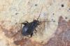 Chlamydatus evanescens
